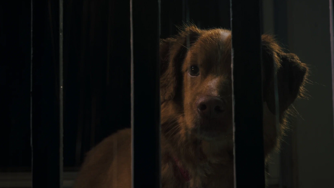 глазами пса объяснение