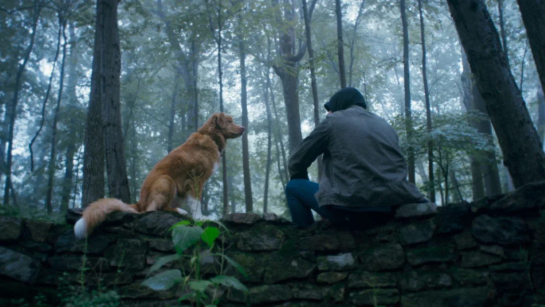 глазами пса смысл фильма