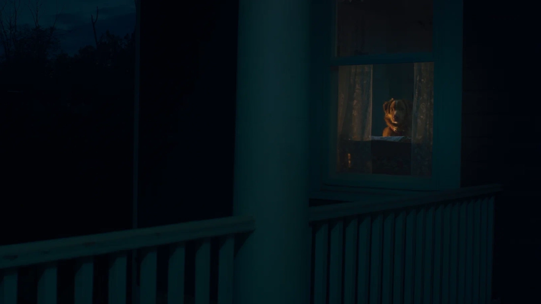 глазами пса суть